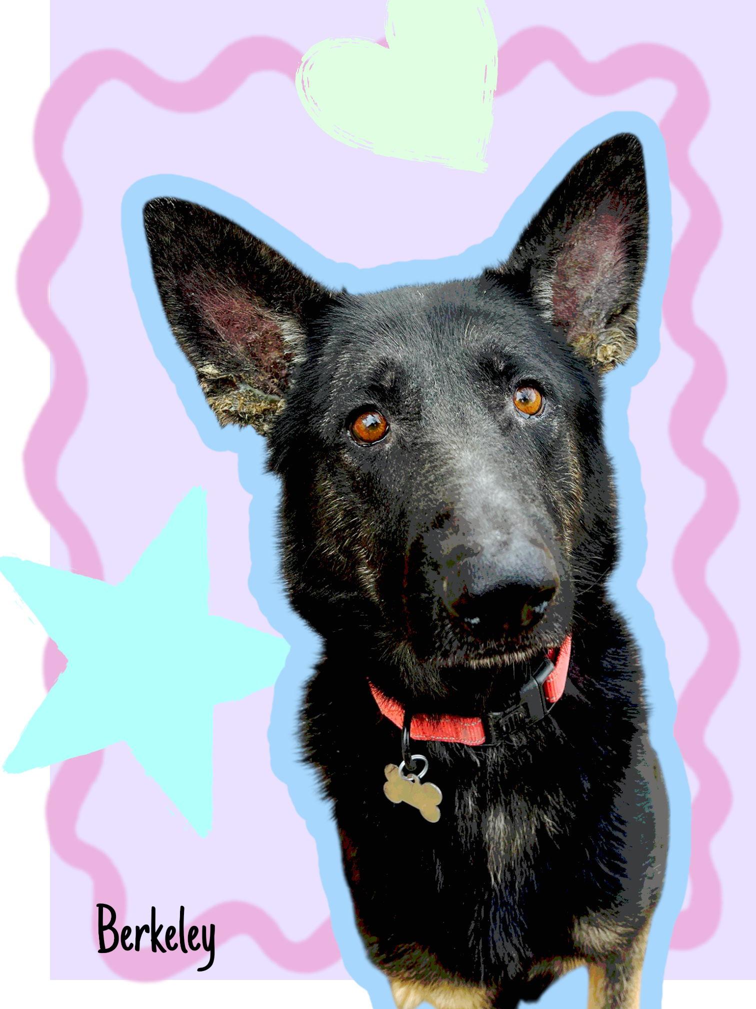 Berkeley, a Adoptable German Shepherd Dog in Baltimore, MD image 2/3