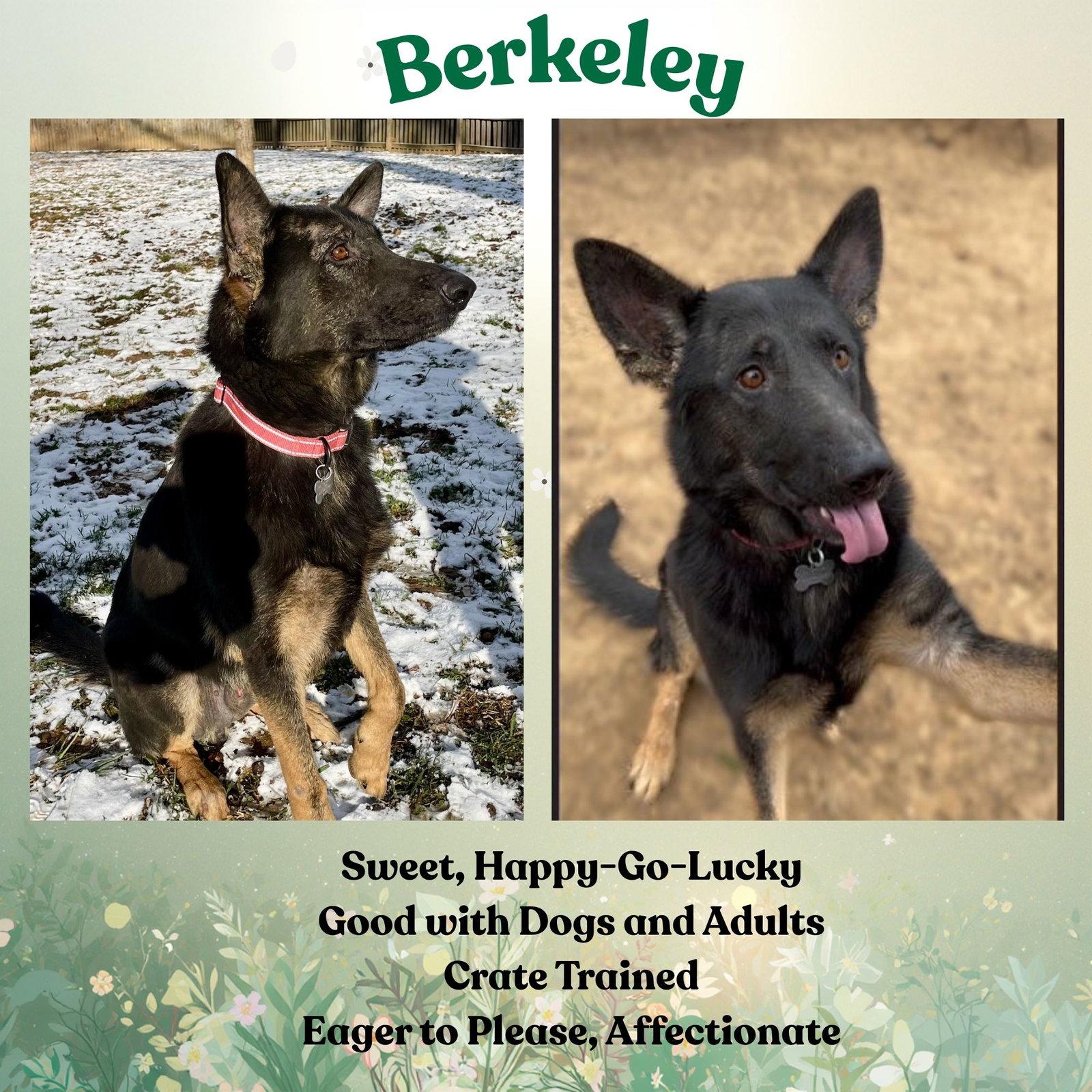 Berkeley, Adoptable, Adult Male German Shepherd Dog.