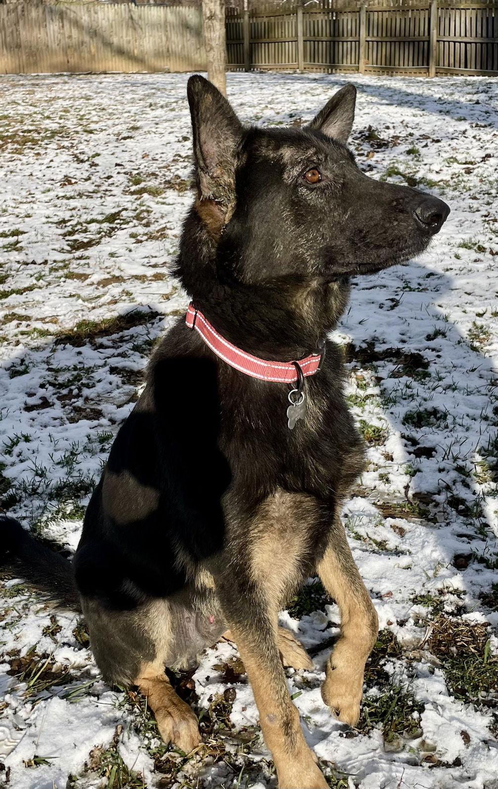 Enlarge Berkeley, a Adoptable German Shepherd Dog in Baltimore, MD image 2/3