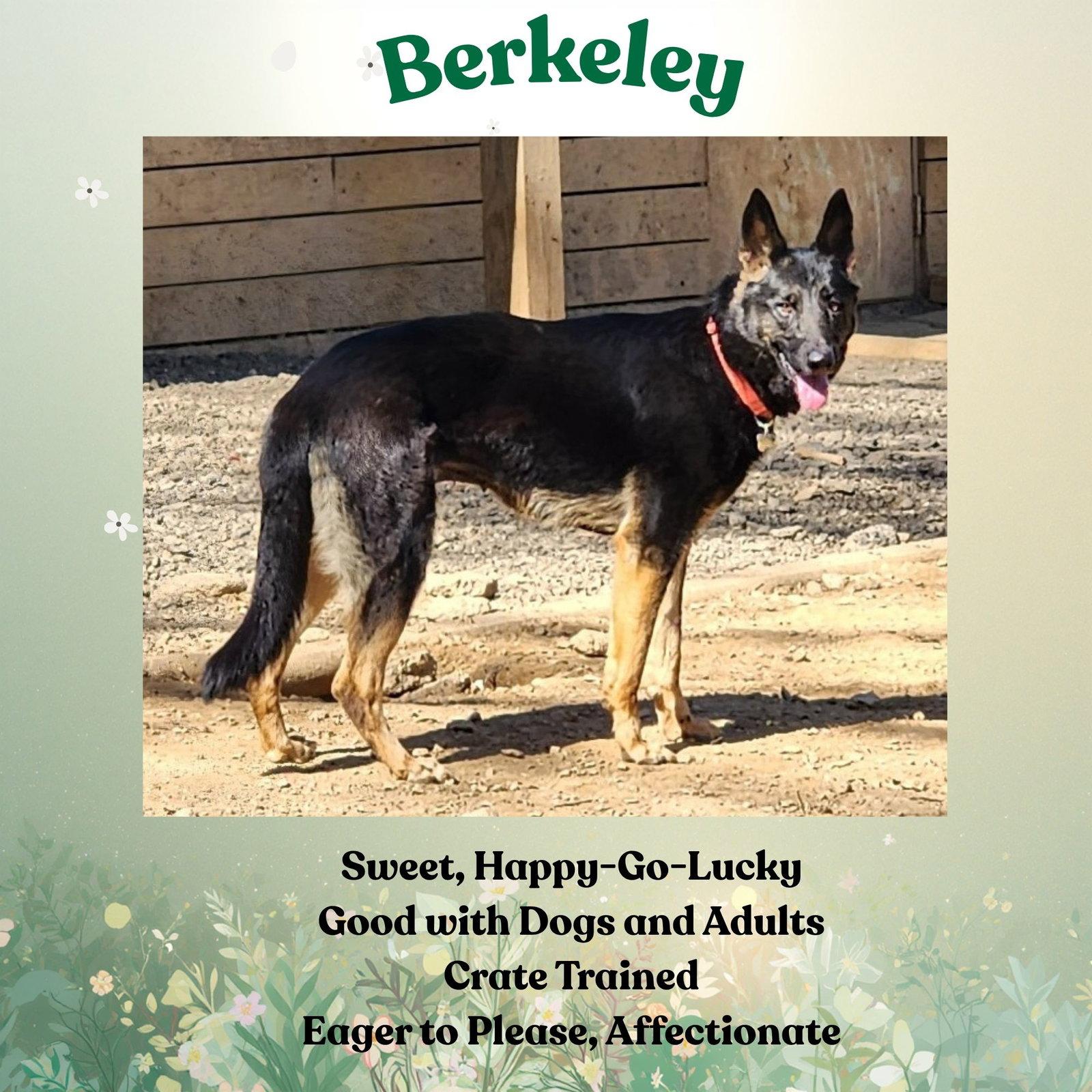 Enlarge Berkeley, a Adoptable German Shepherd Dog in Baltimore, MD image 2/3