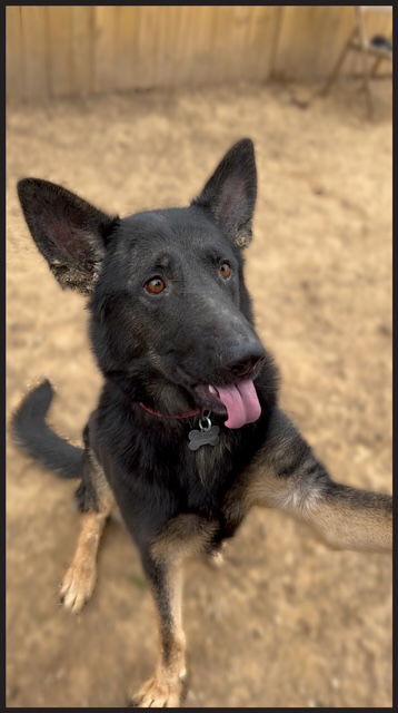Berkeley, a Adoptable German Shepherd Dog in Baltimore, MD image 3/3