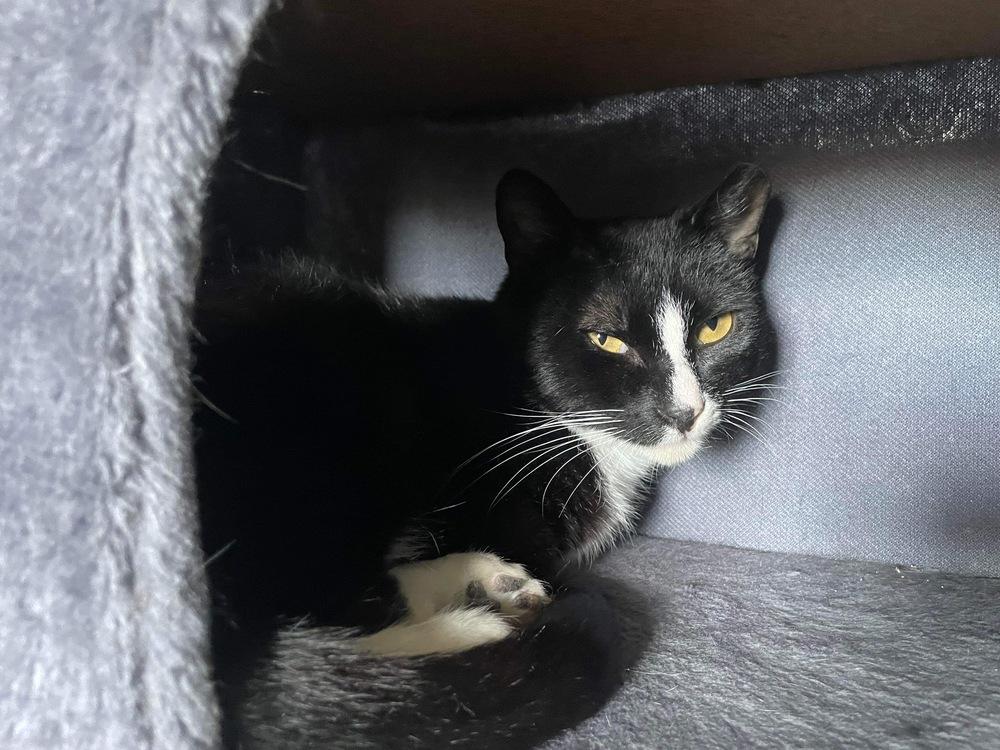 Enlarge Max, a Adoptable mixed breed in levittown, NY image 2/6