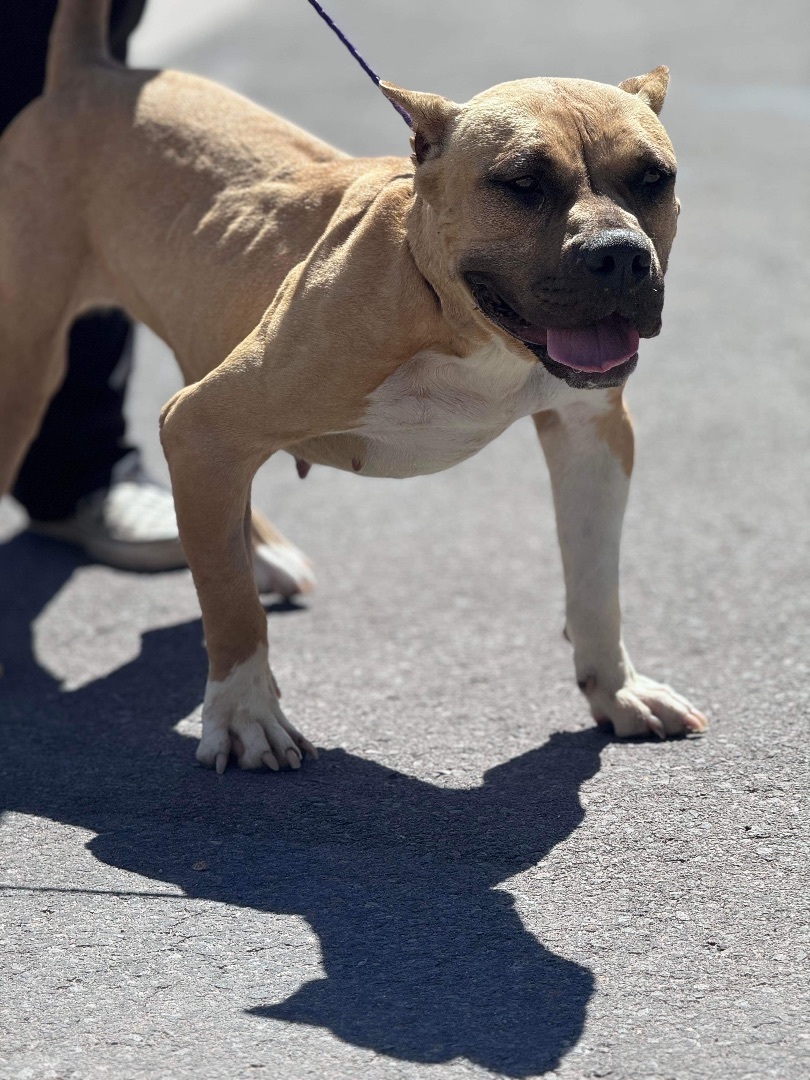 Enlarge Genesis, a Adoptable Pit Bull Terrier in El Paso, TX image 1/4