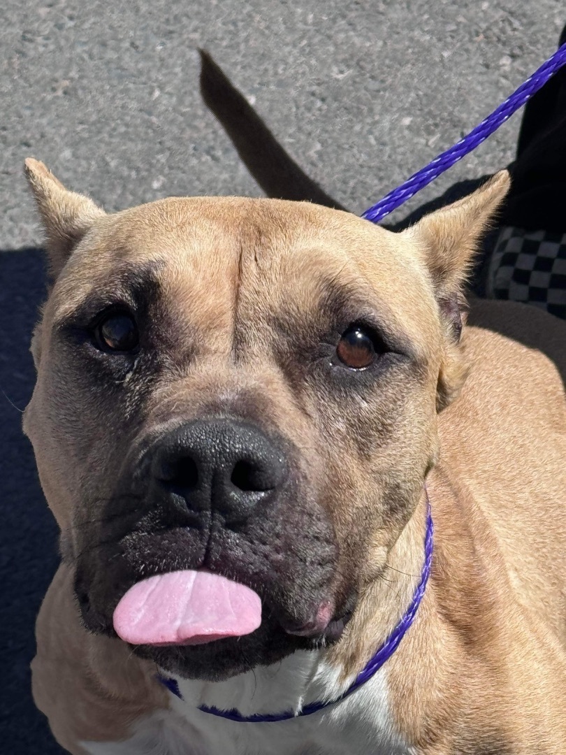 Enlarge Genesis, a Adoptable Pit Bull Terrier in El Paso, TX image 2/4