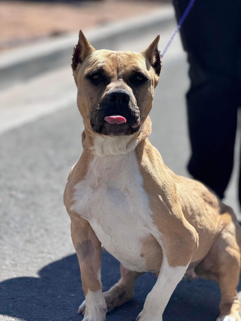 Enlarge Genesis, a Adoptable Pit Bull Terrier in El Paso, TX image 3/4