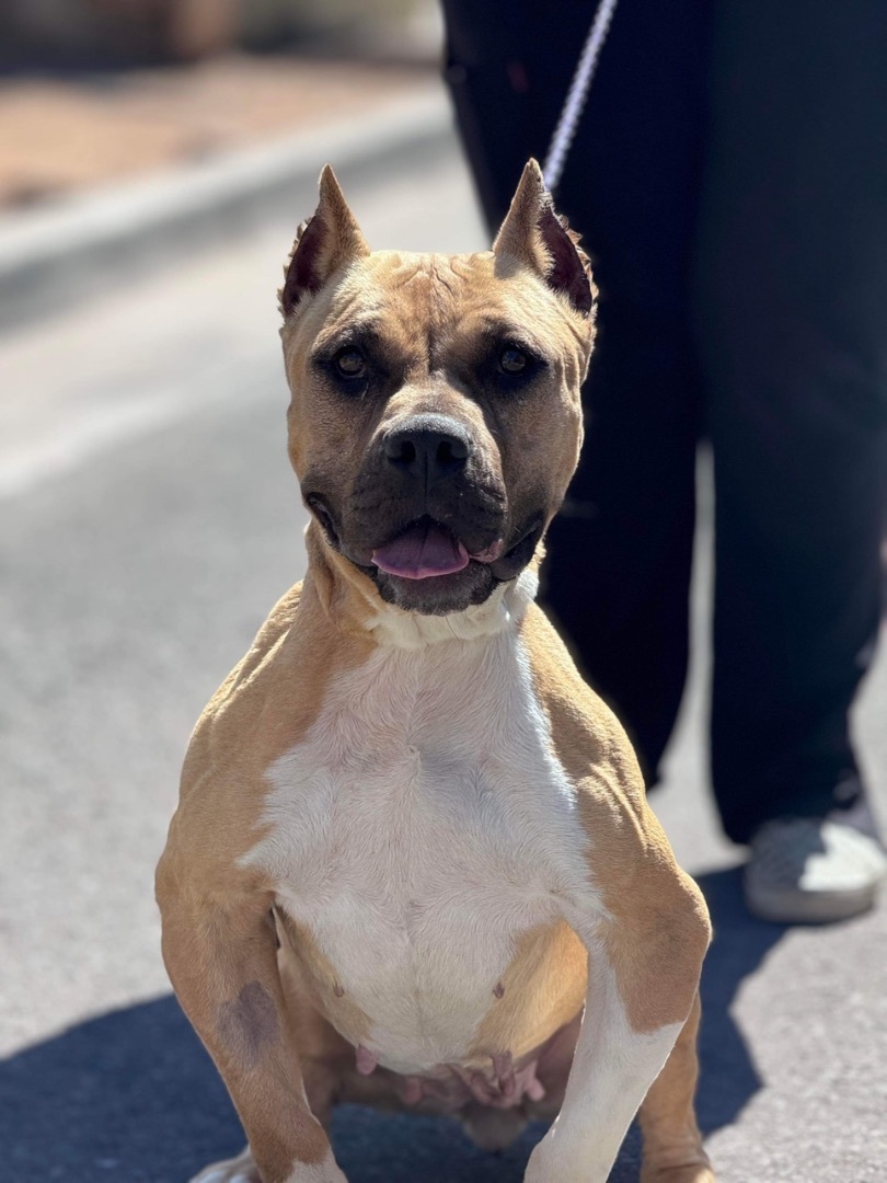 Enlarge Genesis, a Adoptable Pit Bull Terrier in El Paso, TX image 4/4