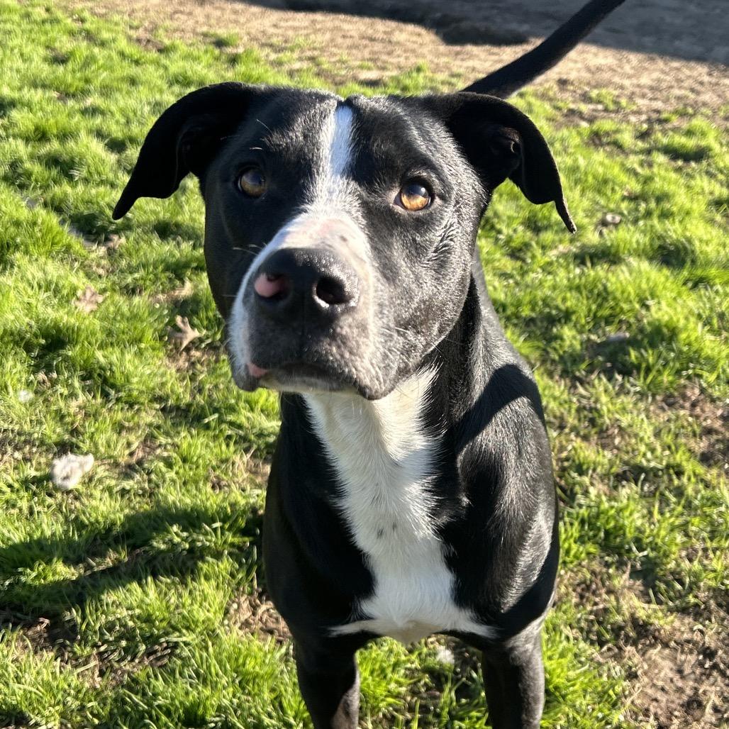 Enlarge Smoky, a Adoptable mixed breed in West Point, MS image 1/6