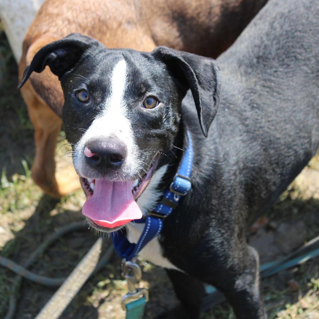 Enlarge Smoky, a Adoptable mixed breed in West Point, MS image 3/6