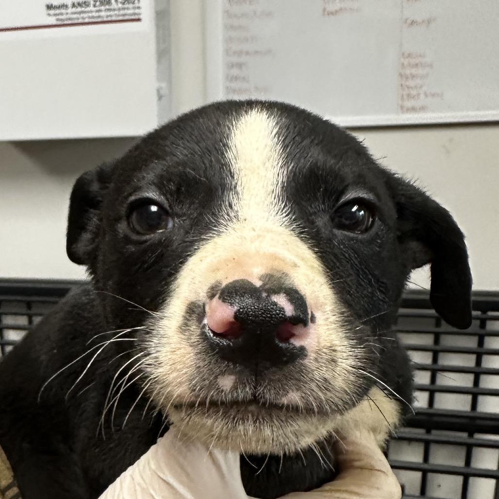 Enlarge Smoky, a Adoptable mixed breed in West Point, MS image 6/6