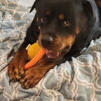 Enlarge Bruno, a ADOPTABLE Rottweiler in Albany, NY image 2/2