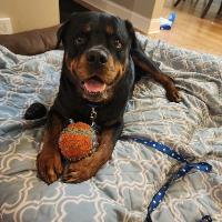 Bruno, ADOPTABLE, Senior Male Rottweiler.