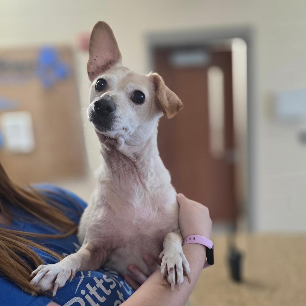 Stella, Adoptable, Senior Female Chihuahua.