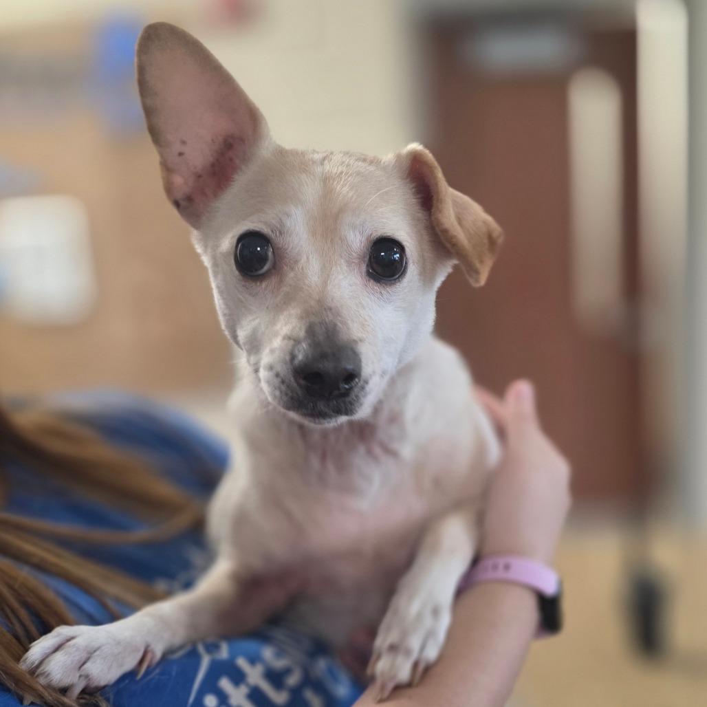 Enlarge Stella, a Adoptable Chihuahua in Fredericksburg, VA image 2/2