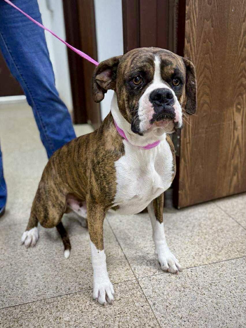 Enlarge Ricky, a Adoptable Boxer in Monticello, NY image 1/2