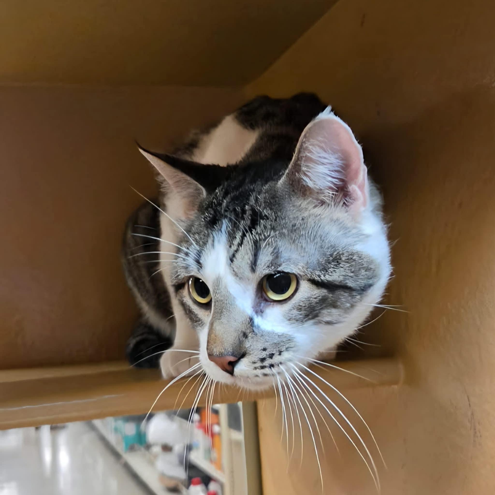 Enlarge Strike, a ADOPTABLE mixed breed in Gladstone, OR image 1/1