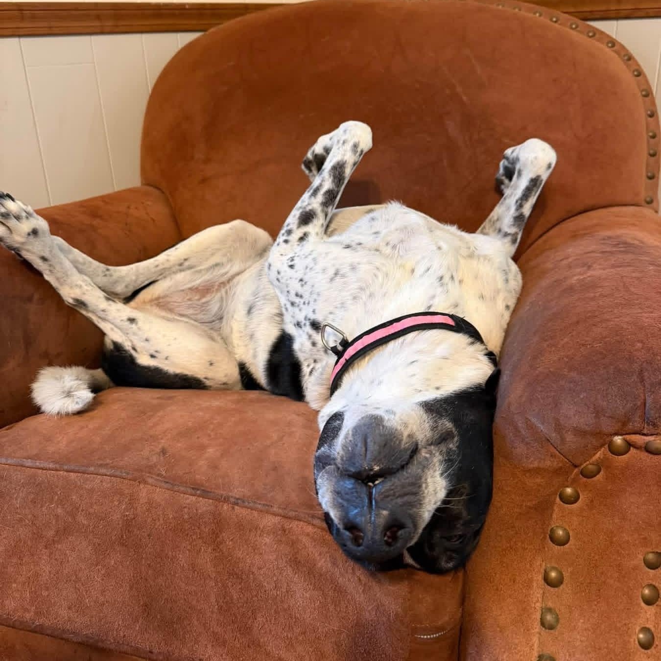 Enlarge Jolene, a Adopted mixed breed in McHenry, IL image 5/5