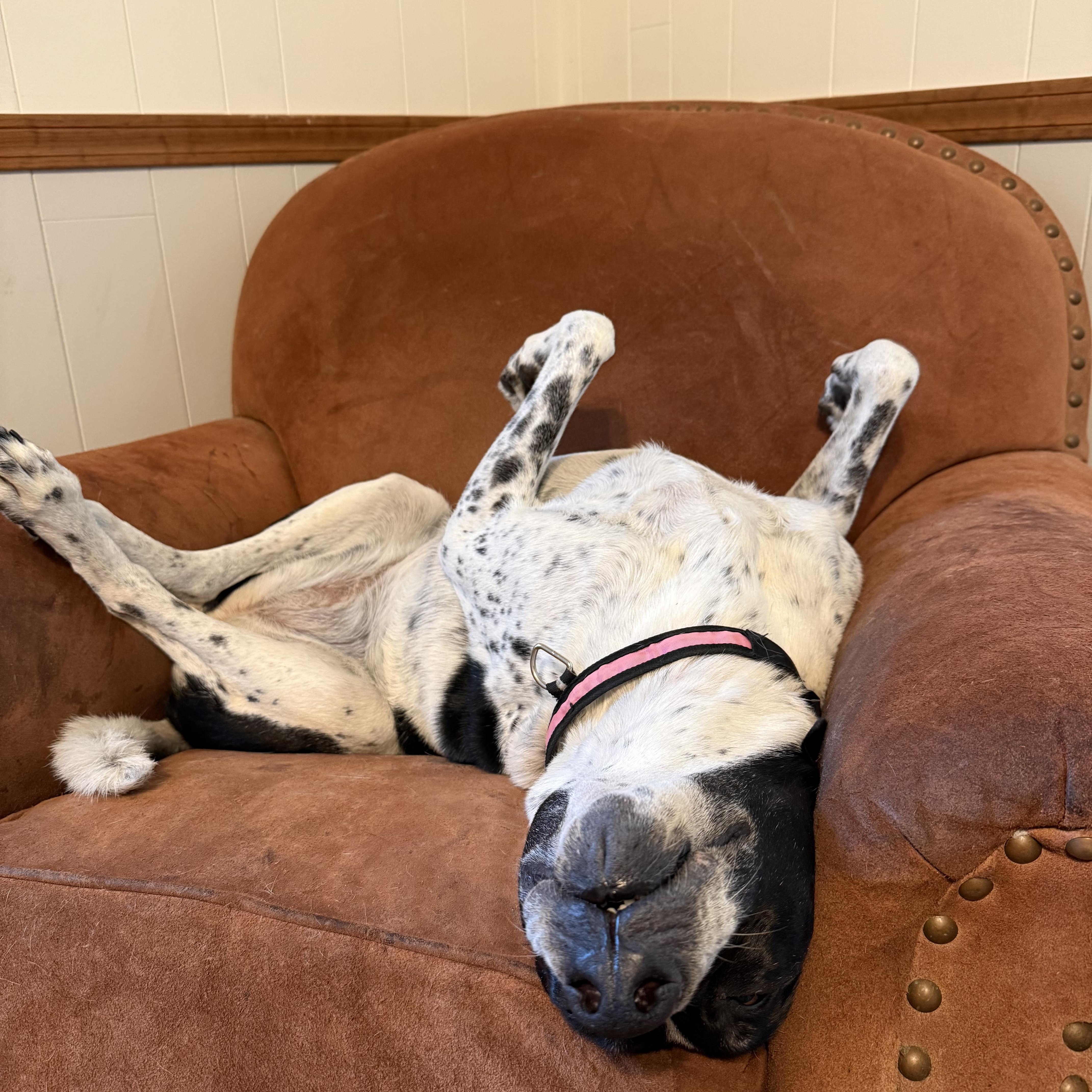 Enlarge Jolene, a ADOPTABLE mixed breed in McHenry, IL image 2/5