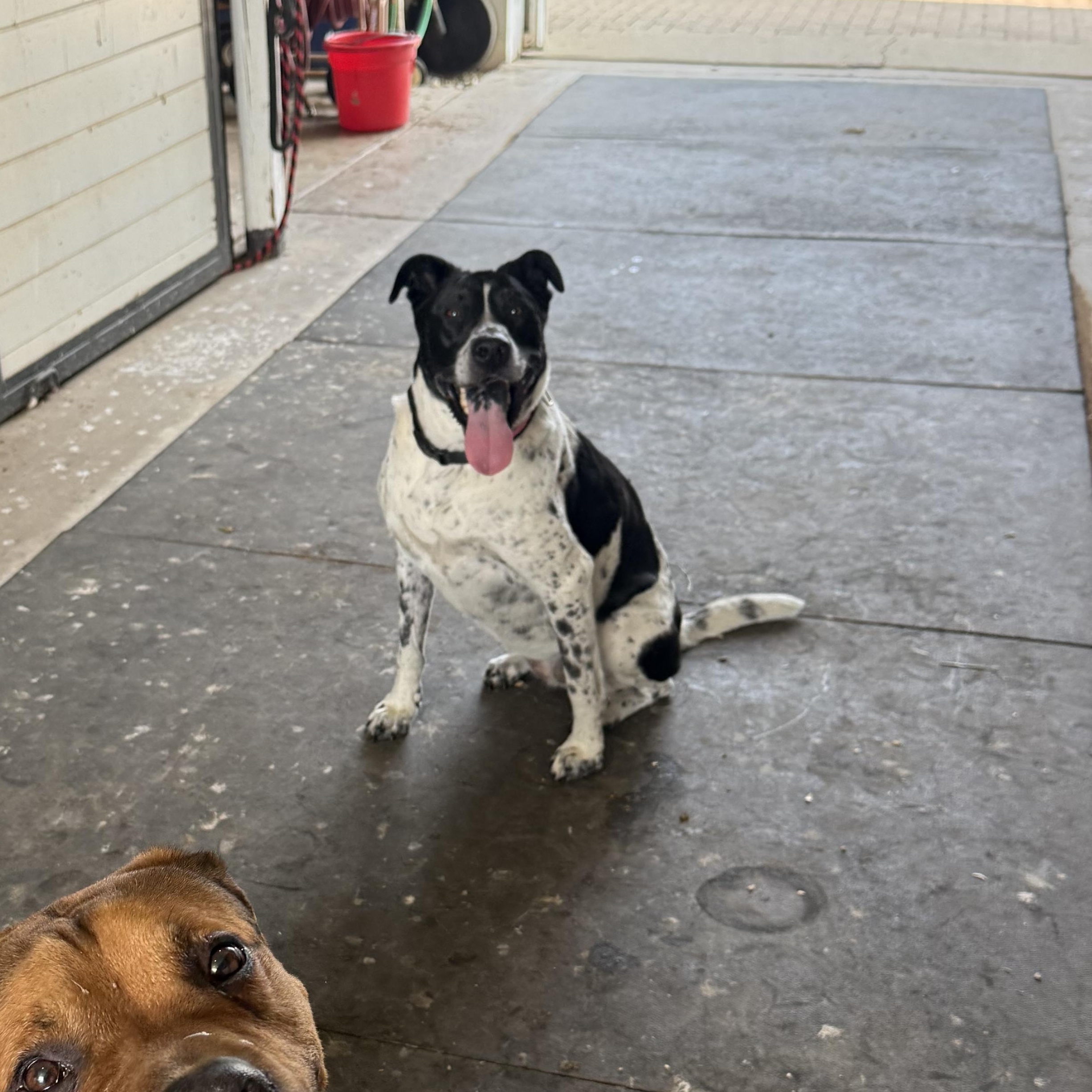 Enlarge Jolene, a ADOPTABLE mixed breed in McHenry, IL image 1/5
