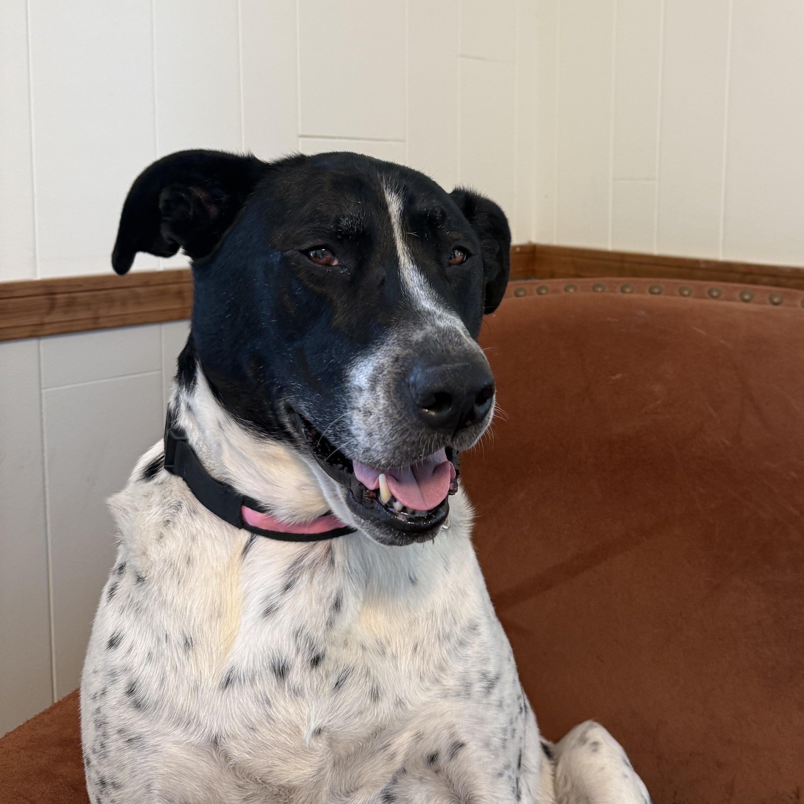 Enlarge Jolene, a ADOPTABLE mixed breed in McHenry, IL image 4/5