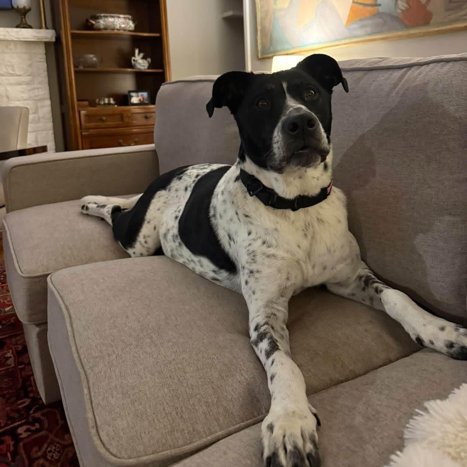 Enlarge Jolene, a Adopted mixed breed in McHenry, IL image 1/5
