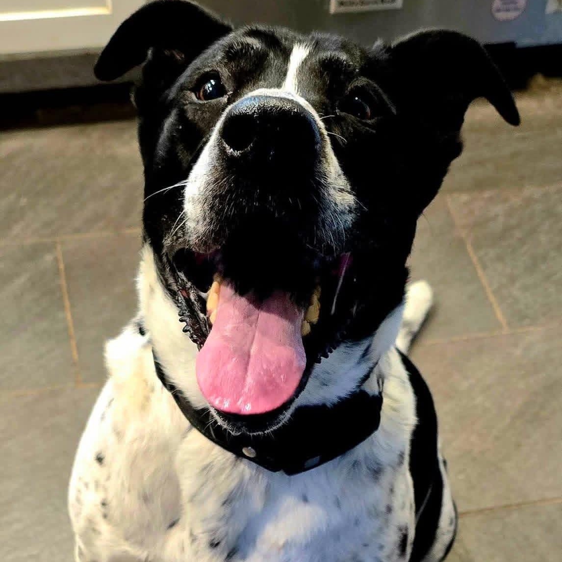 Enlarge Jolene, a ADOPTABLE mixed breed in McHenry, IL image 5/5