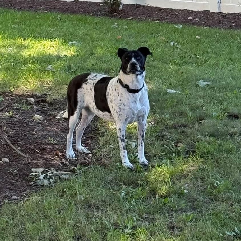 Enlarge Jolene, a Adopted mixed breed in McHenry, IL image 2/5