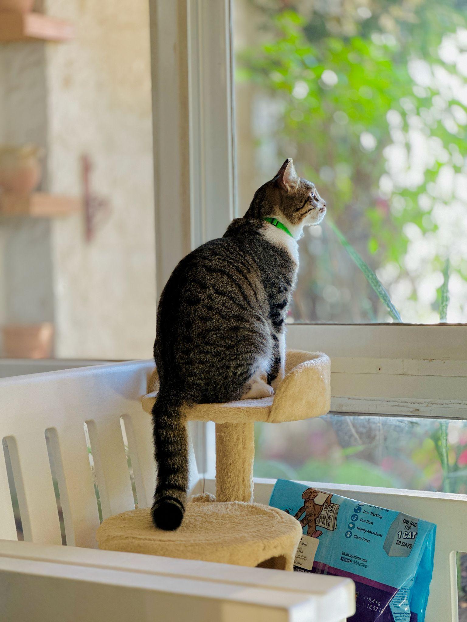 Storm, a Kitty That Will Shower You With Love, a Adoptable mixed breed in Somerset, NJ image 3/6