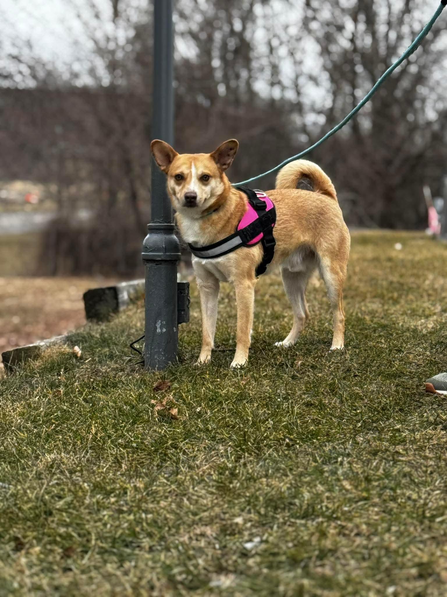 Enlarge Spin Diesel, a Adoptable mixed breed in Portland, ME image 2/5