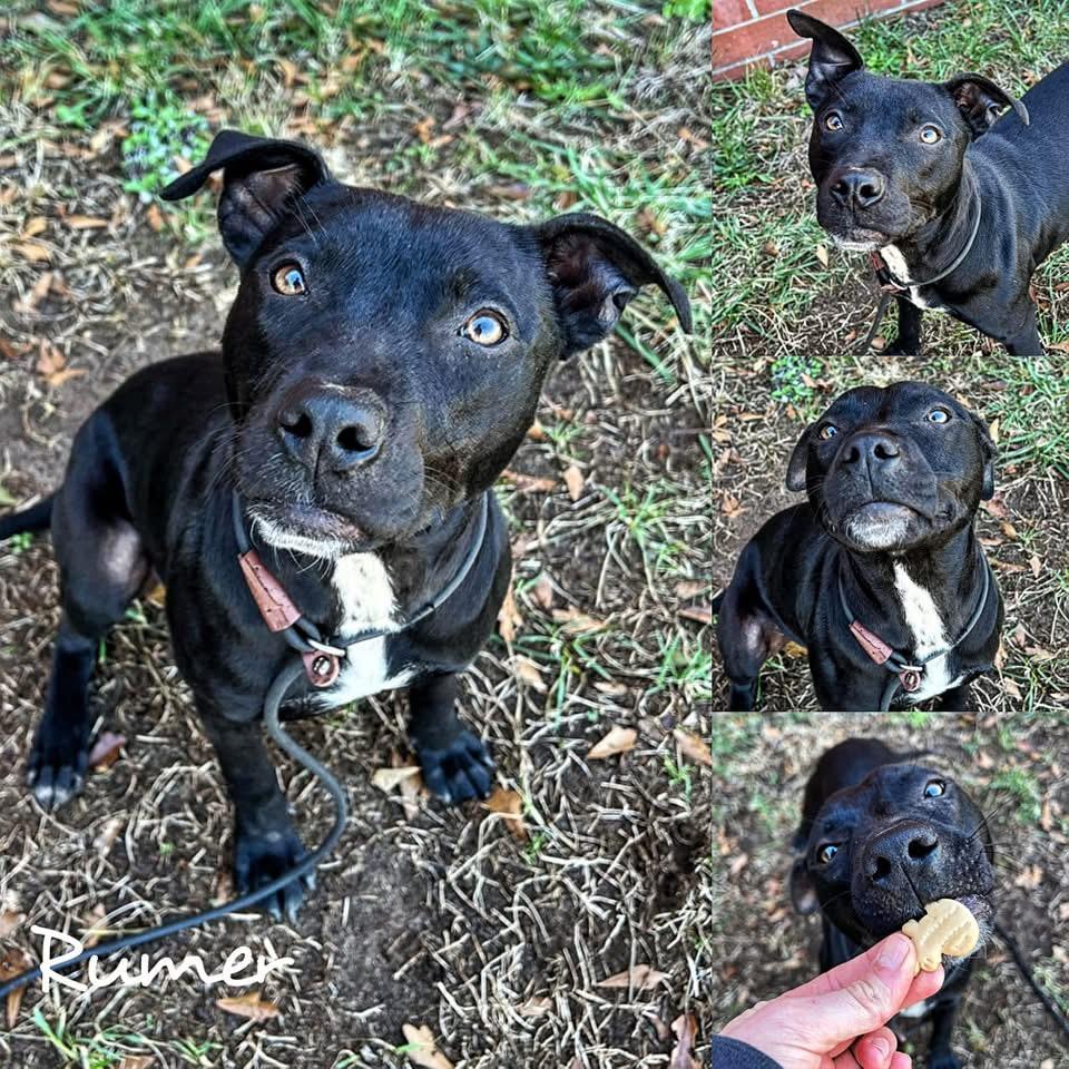Rumer, Adoptable, Young Female American Staffordshire Terrier.