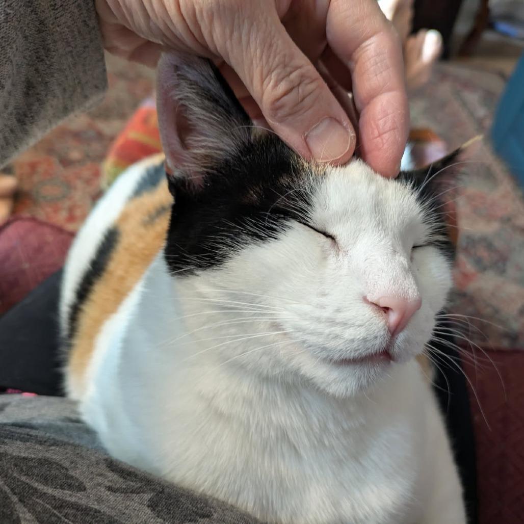 Charlee, a Adoptable Domestic Short Hair in Prescott, AZ image 1/5