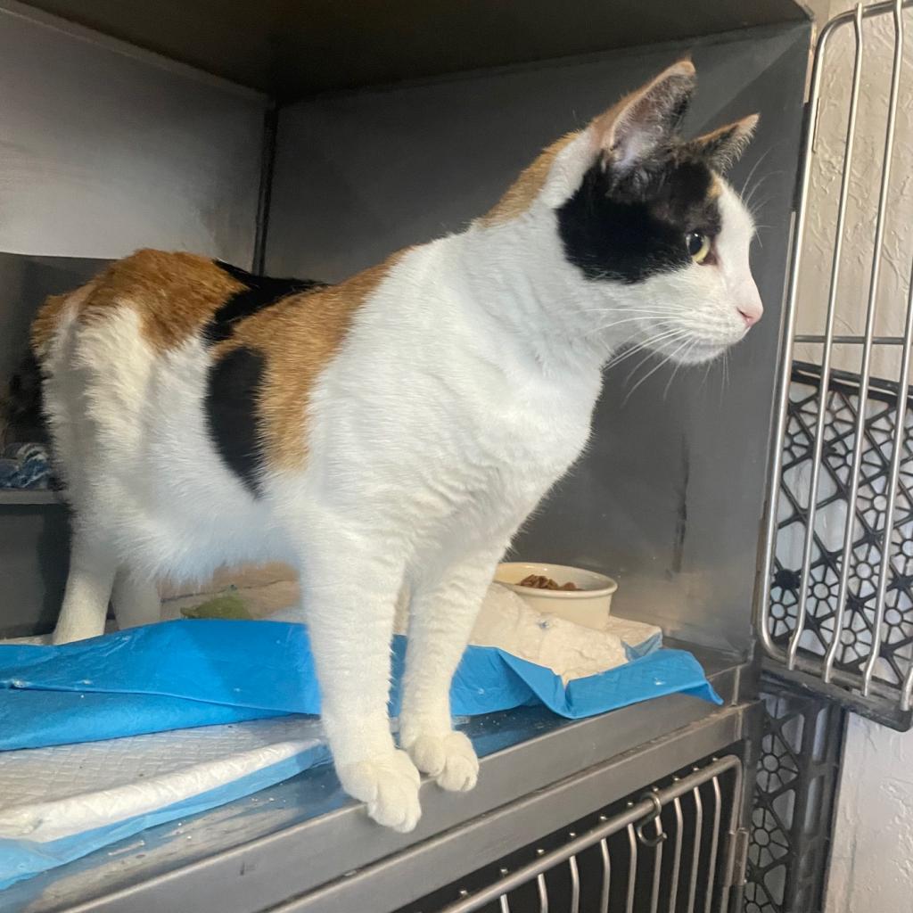 Charlee, a Adoptable Domestic Short Hair in Prescott, AZ image 2/5