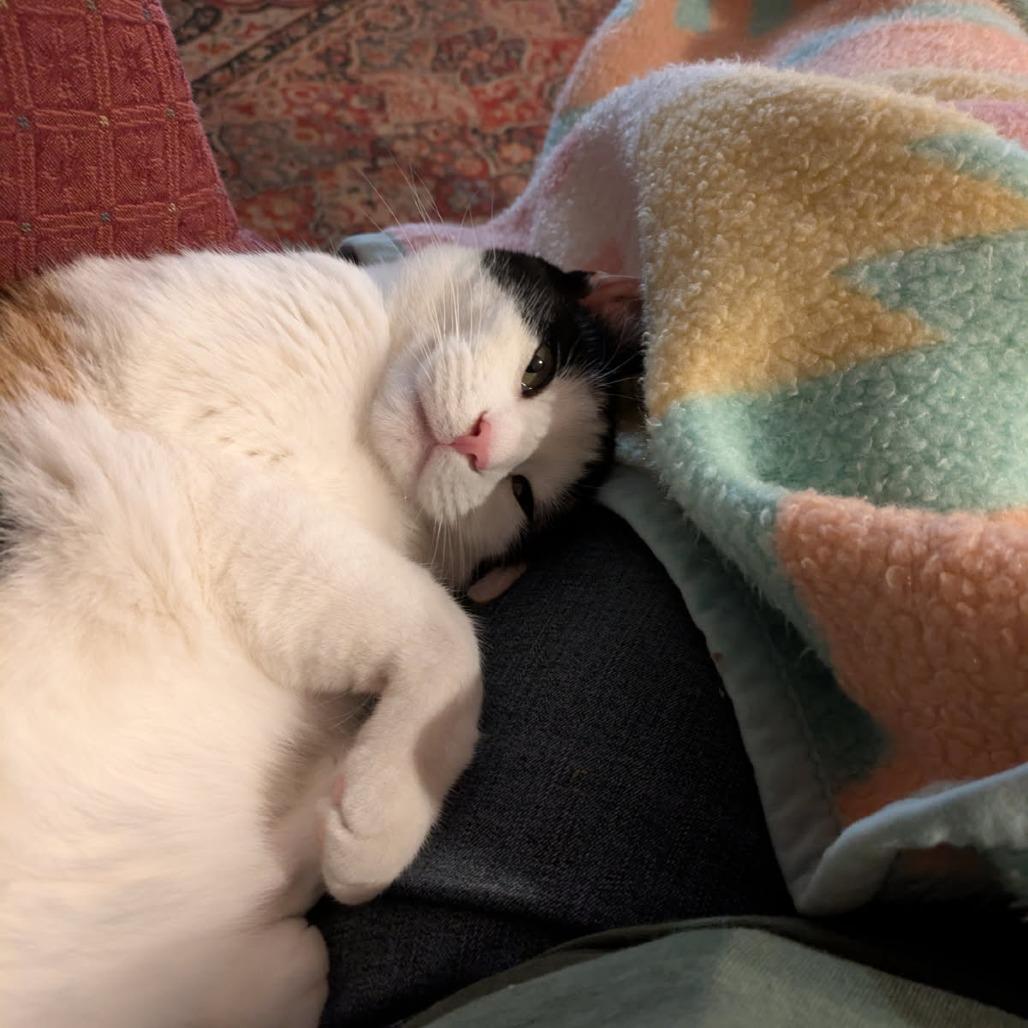 Charlee, a Adoptable Domestic Short Hair in Prescott, AZ image 5/5