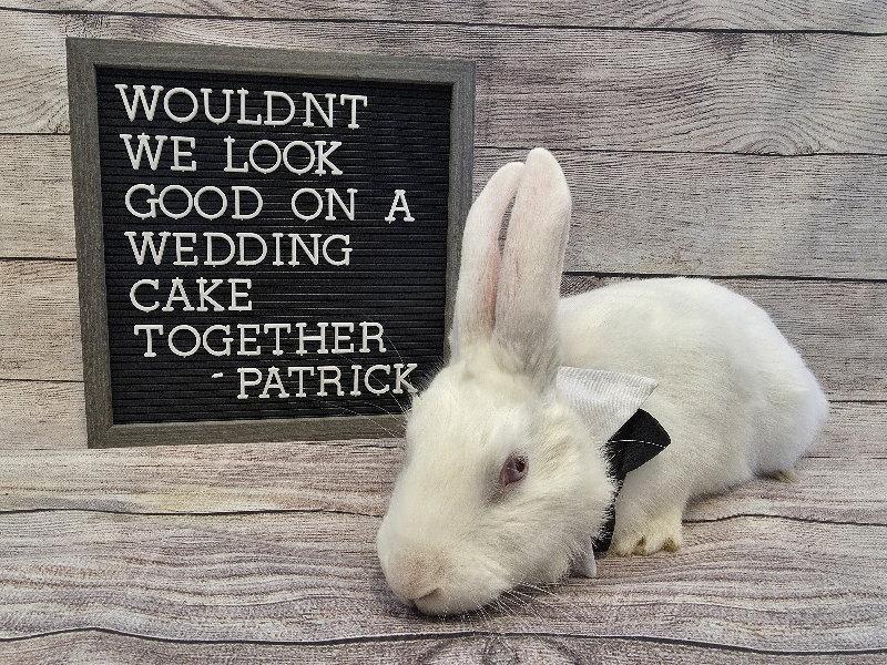 Patrick, Adoptable, Adult Male New Zealand.