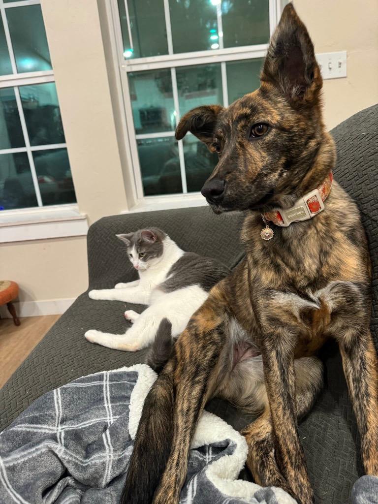 Thing 3 aka Poppi, Adoptable, Young Female Terrier.