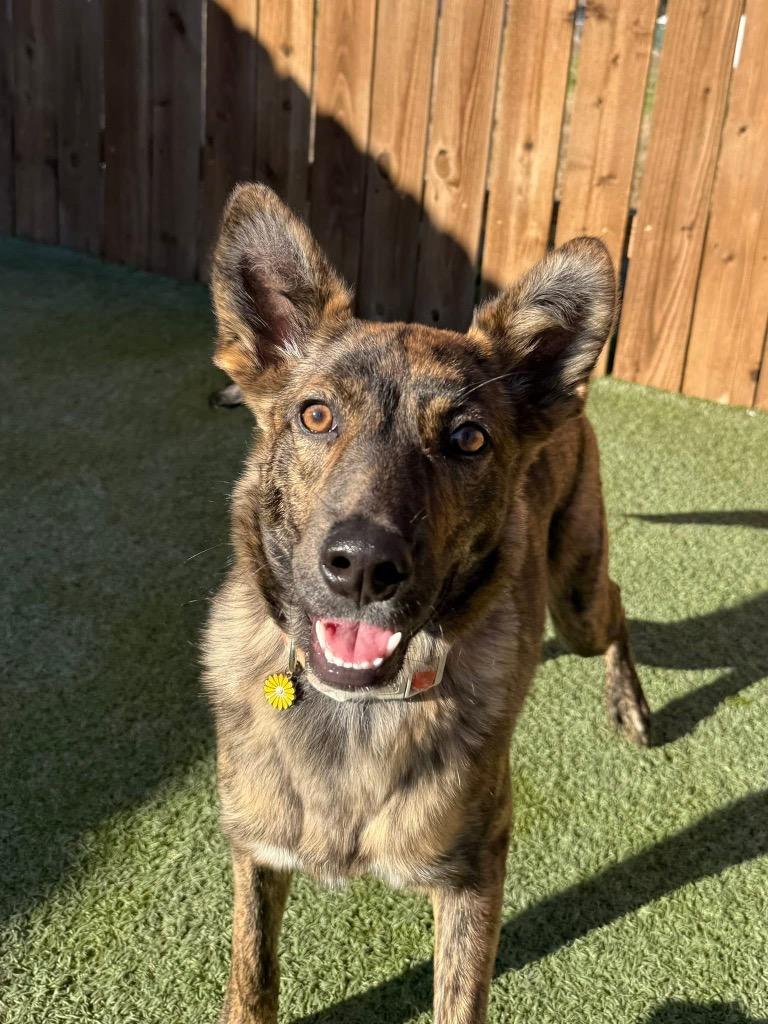 Enlarge Thing 3 aka Poppi, a Adoptable Terrier in Ada, OK image 2/5