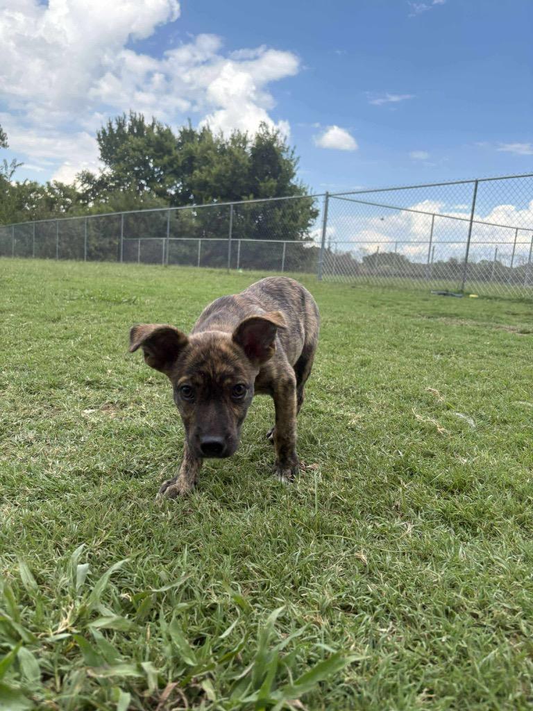 Thing 3 aka Poppi, Adoptable, Young Female Terrier.