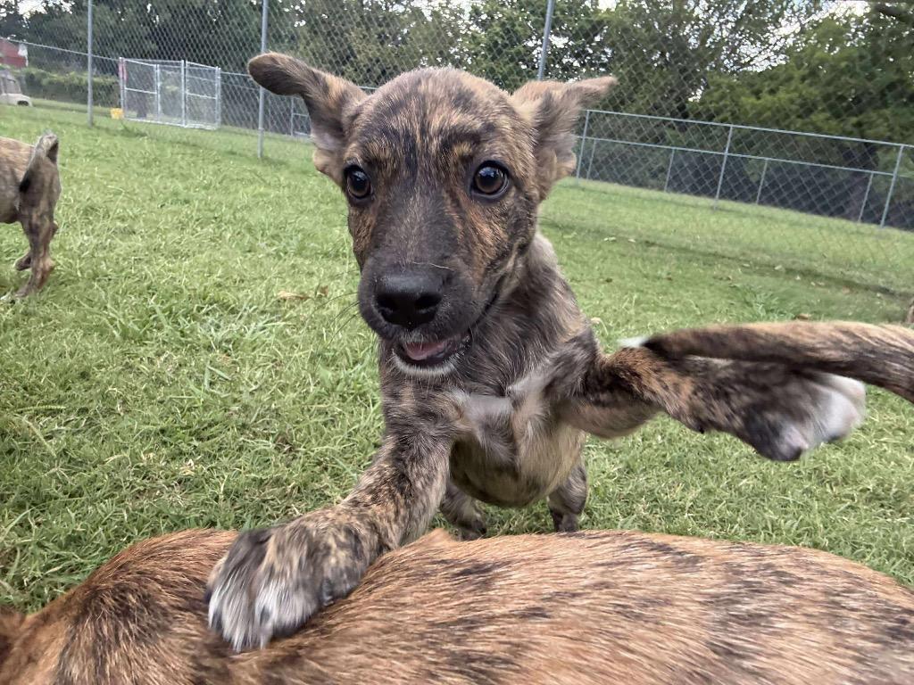 Enlarge Thing 3 aka Poppi, a Adoptable Terrier in Ada, OK image 4/5