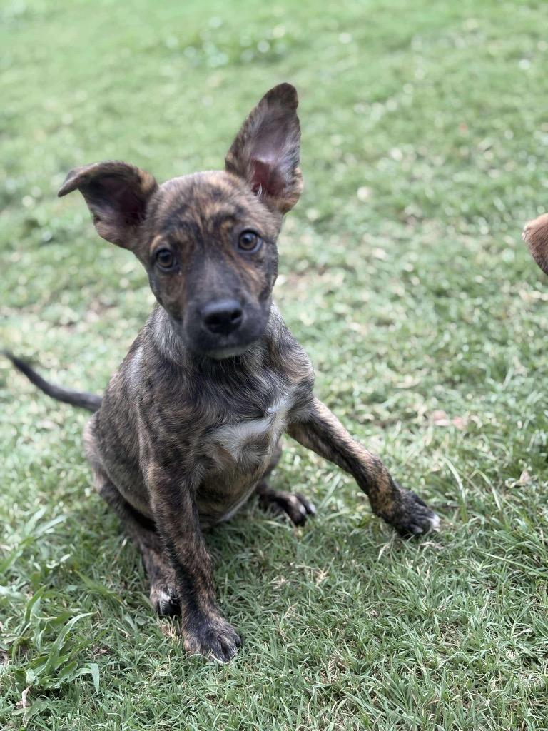 Thing 3 aka Poppi, a Adoptable Terrier in Ada, OK image 2/3