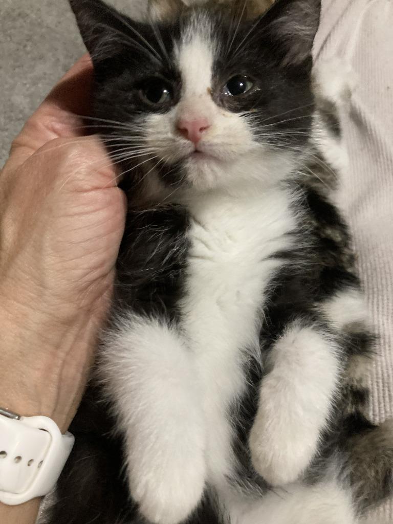 Daxton, adopted, Kitten Male Domestic Short Hair.