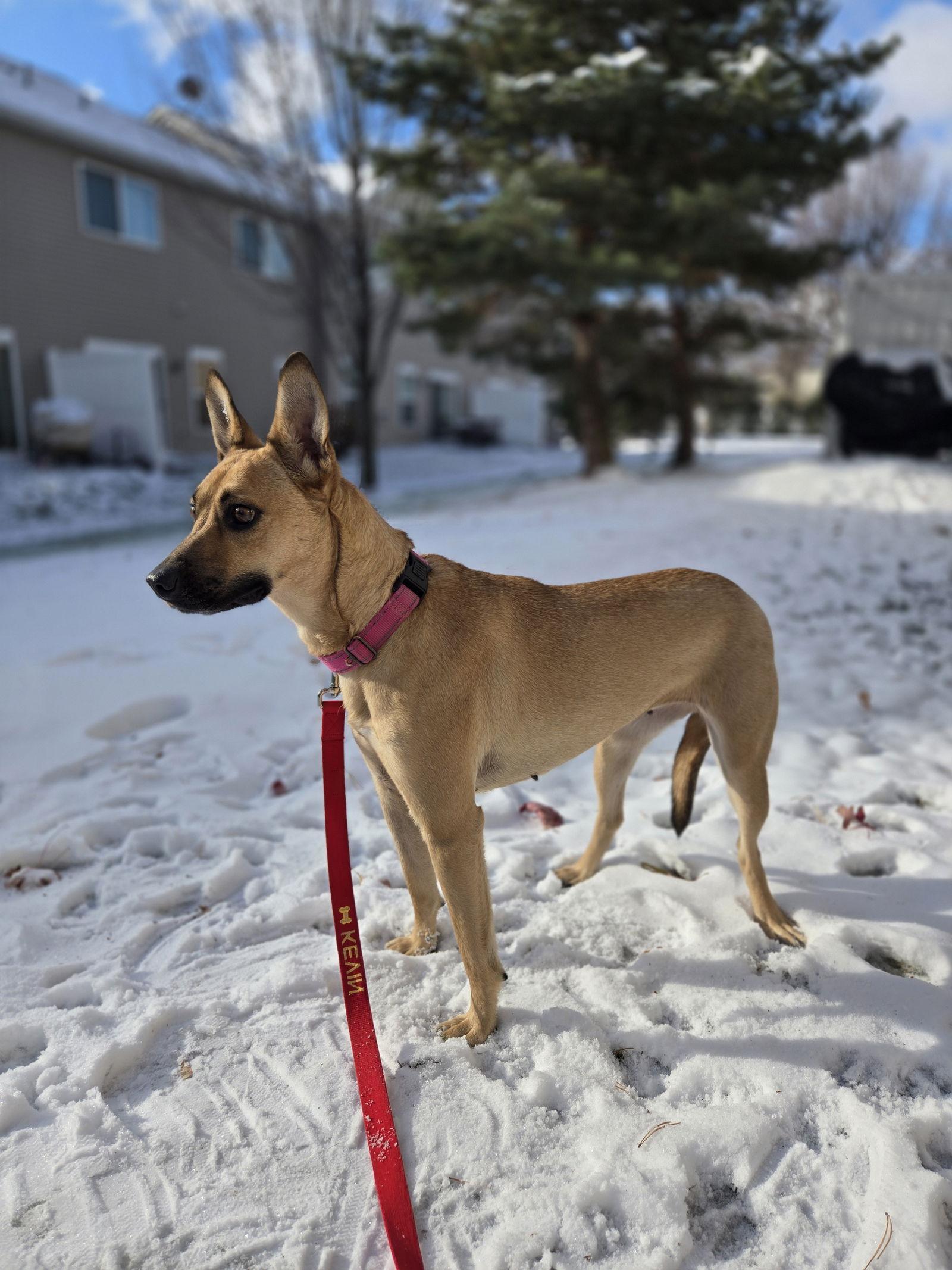 Buggie, Adopted, Adult Female Feist.