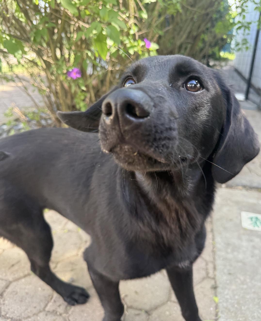 Enlarge Twilight, an adoptable mixed breed in Davis, CA image 3/6