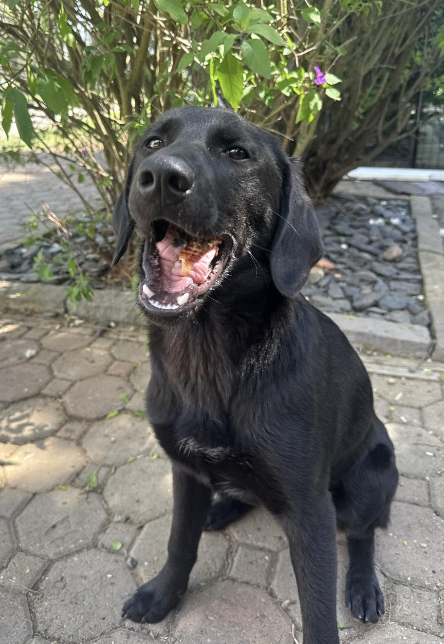 Enlarge Twilight, an adoptable mixed breed in Davis, CA image 4/6