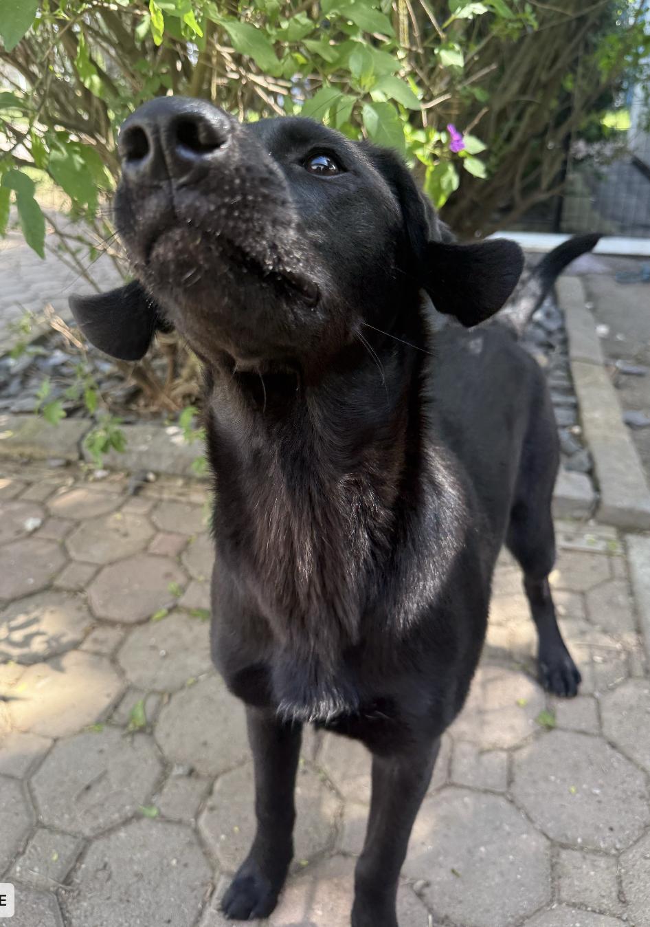 Enlarge Twilight, an adoptable mixed breed in Davis, CA image 2/6