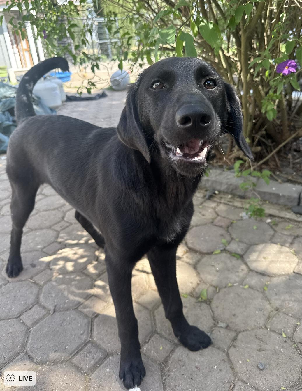 Enlarge Twilight, an adoptable mixed breed in Davis, CA image 5/6