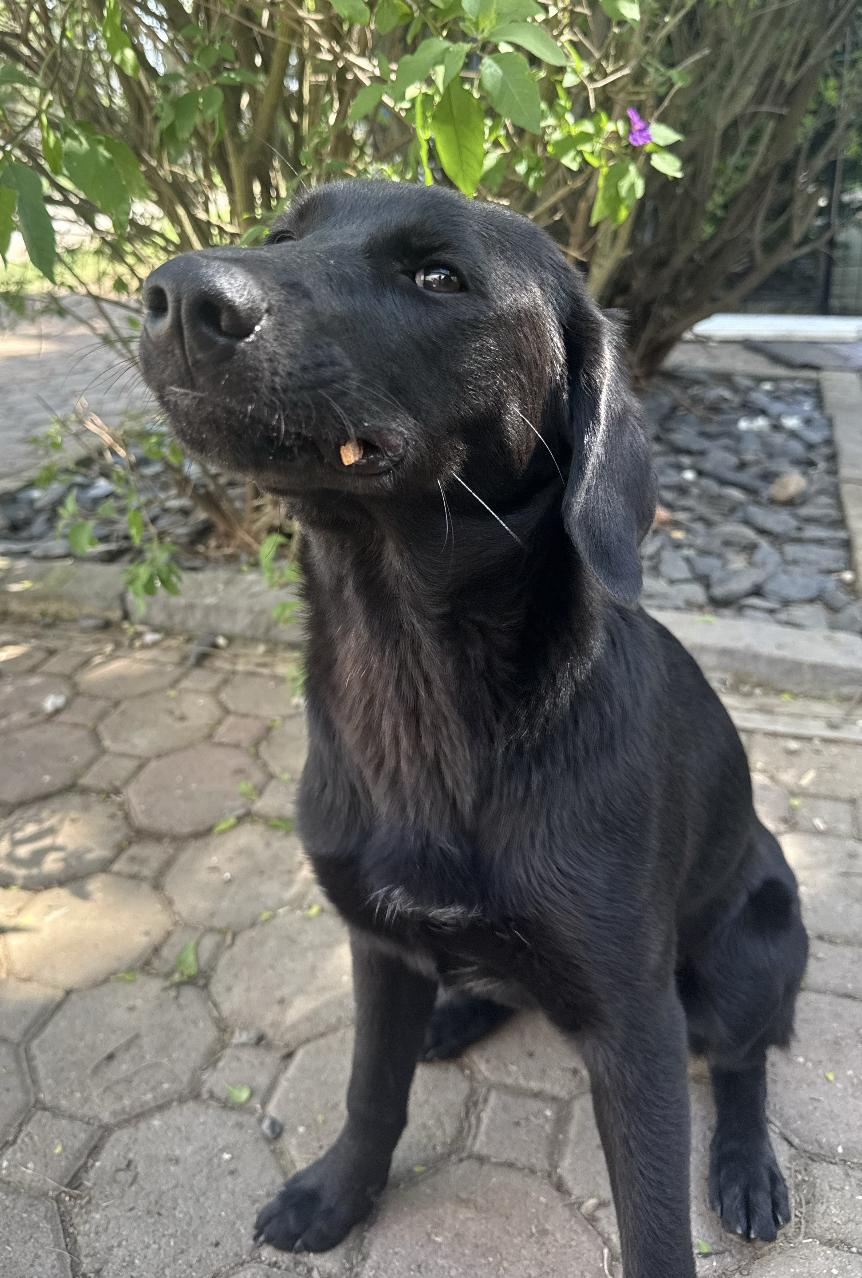 Enlarge Twilight, an adoptable mixed breed in Davis, CA image 6/6