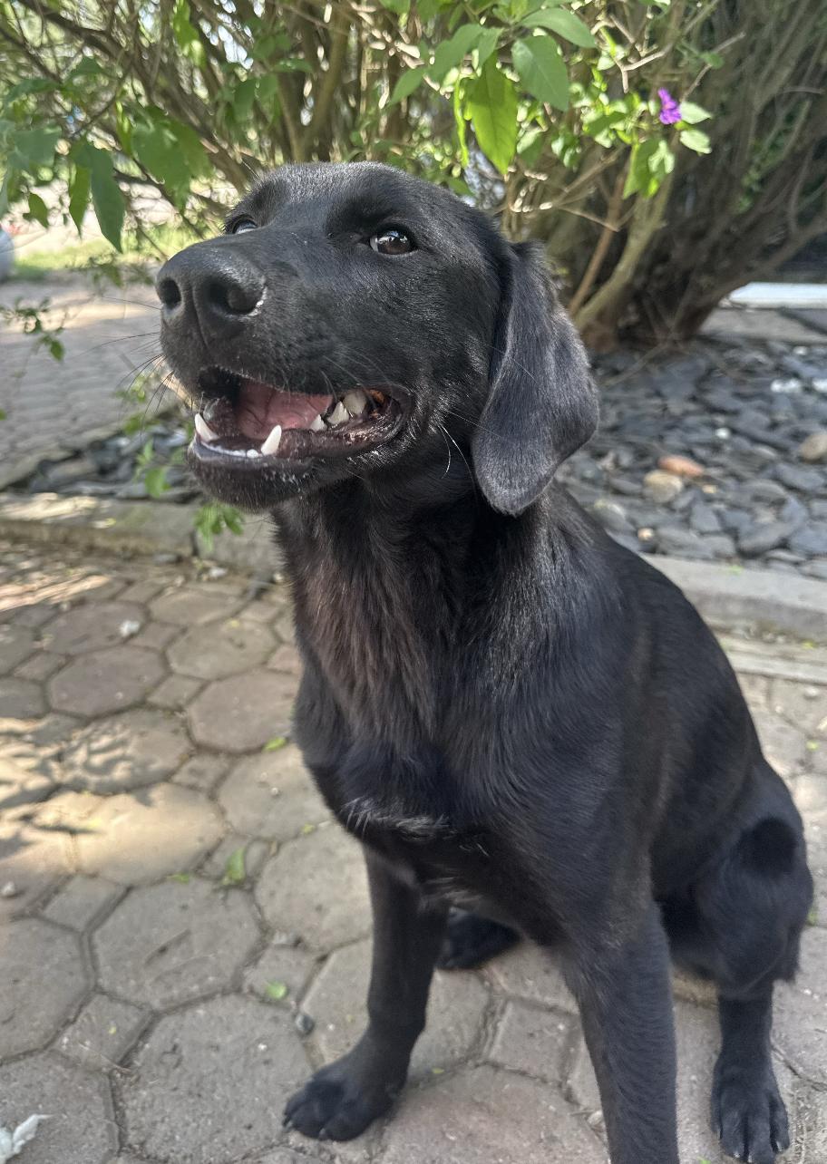 Twilight, adoptable, Puppy Female Labrador Retriever & Shepherd.