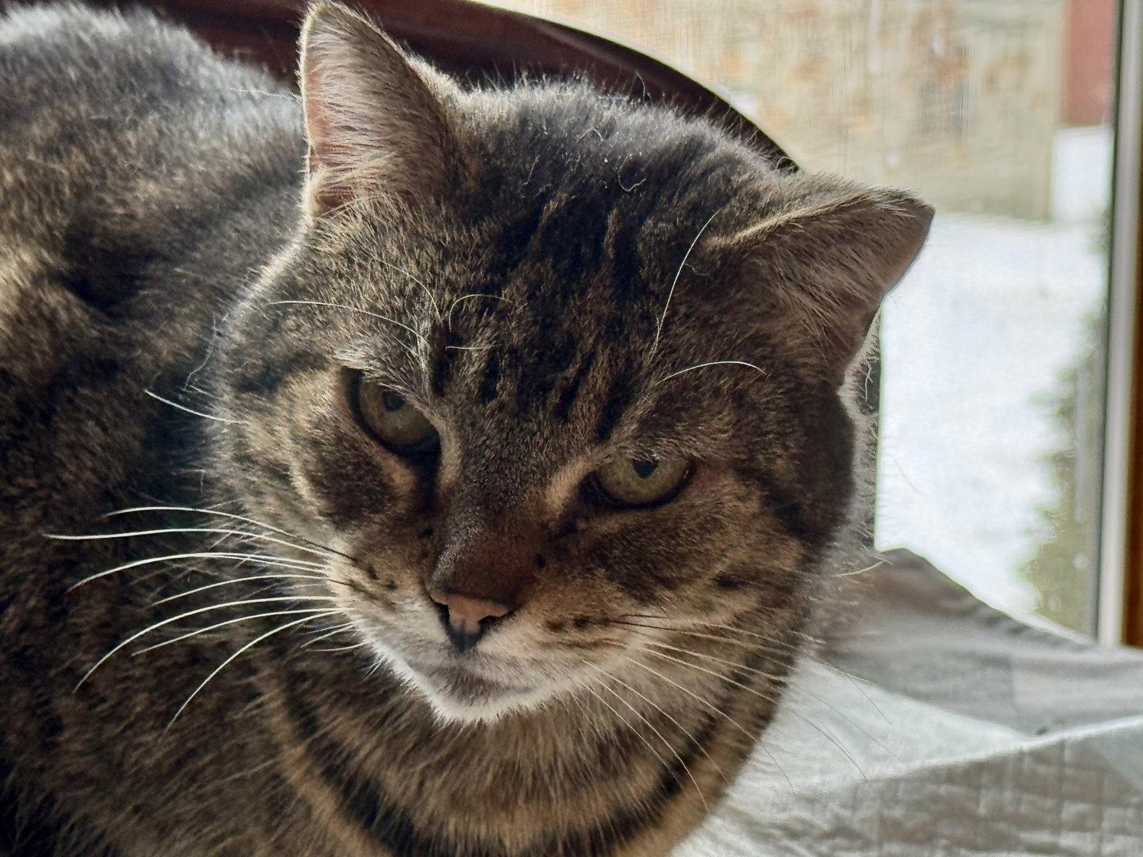 Enlarge Frankie Sponsored by Adrian, a Adoptable Domestic Short Hair in Markham, ON image 1/3