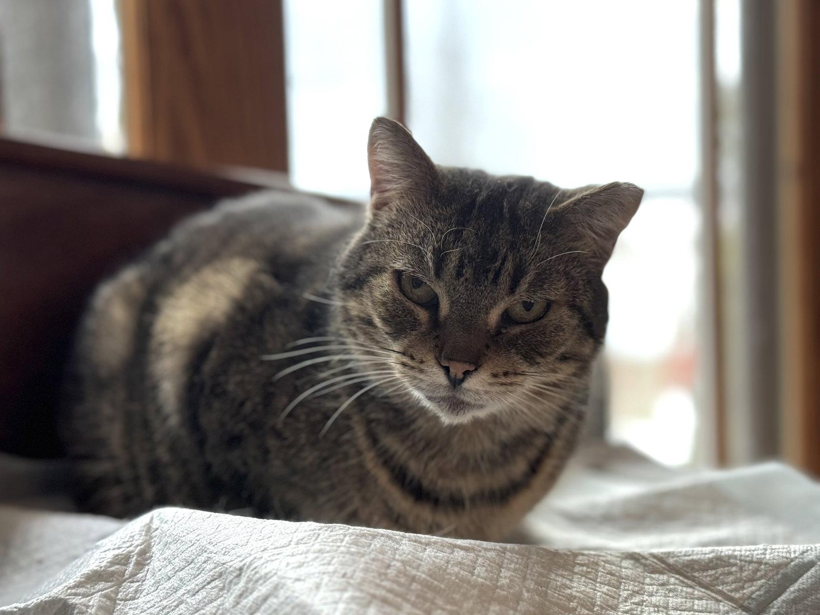 Enlarge Frankie Sponsored by Adrian, a Adoptable Domestic Short Hair in Markham, ON image 2/3