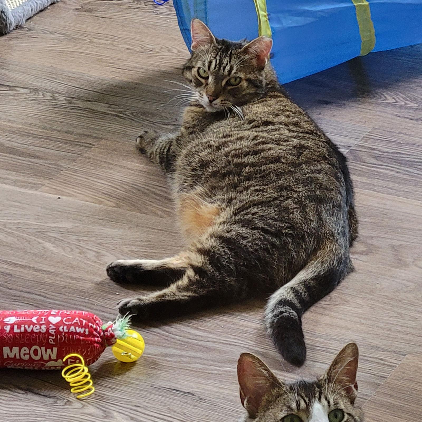 Frankie, a Adoptable Domestic Short Hair in Markham, ON image 2/6