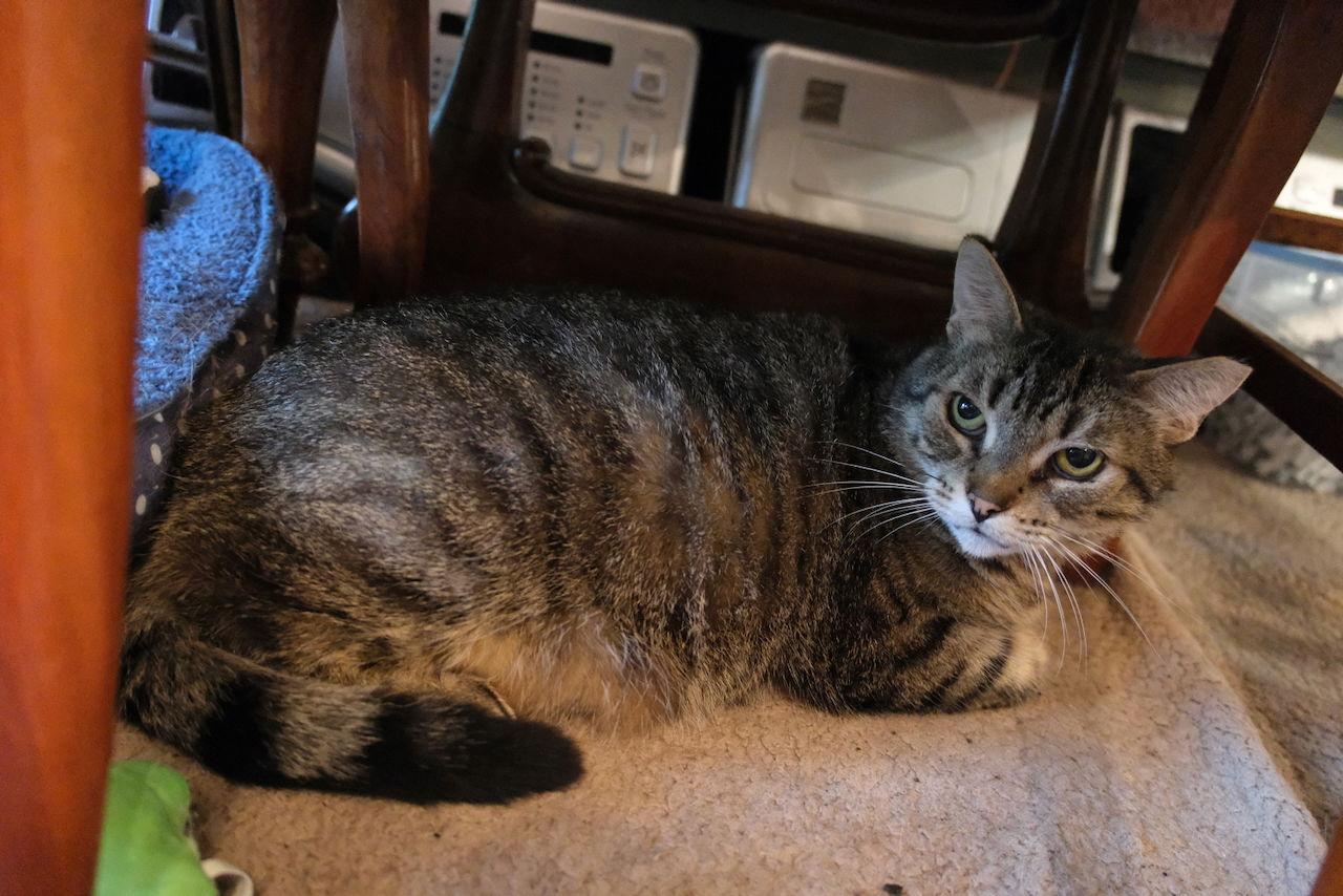 Frankie Sponsored by Adrian, Adoptable, Adult Male Domestic Short Hair.